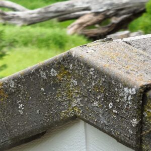 Tile Moss and Algae Build Up